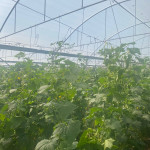 محمد انيس السعدي