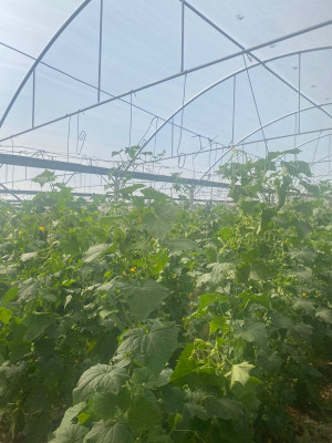 محمد انيس السعدي